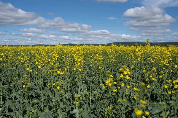 Mavi gökyüzü ile kolza tohumu tarlası.