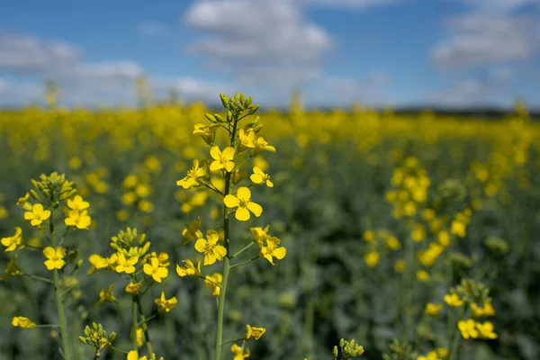 Tecavüz çiçekleri yaklaşıyor. Kolza tohumu çiçek açarken sarı alan.