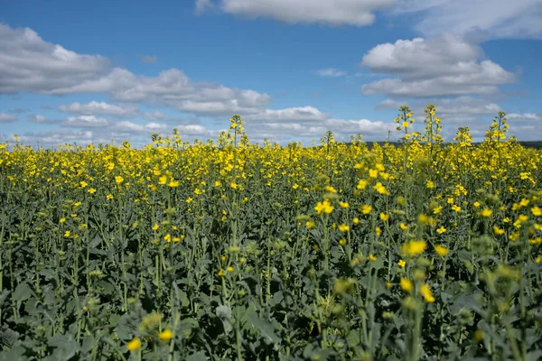 Mavi gökyüzü ile kolza tohumu tarlası.