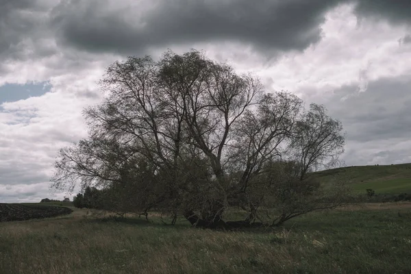 Tarlanın ortasında yalnız bir söğüt ağacı yetişiyor. Çocukluğumun ağacı..