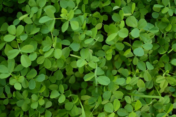 Taze yeşil çimen, yeşil çimen dokusu ya da arka plan. Doğal yeşil çimen arka planı. Taze çimen üst görünümü.