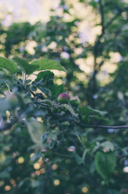 Elma bahçesindeki ağaç dalında olgun kırmızı elma