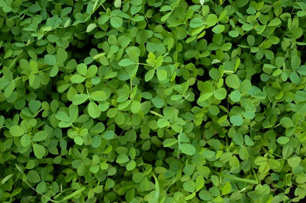 Taze yeşil çimen, yeşil çimen dokusu ya da arka plan. Doğal yeşil çimen arka planı. Taze çimen üst görünümü.