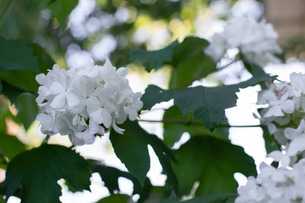 Bahçede beyaz çiçekler açtı..