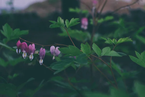 Bahçede açan soluk yeşil yapraklı güzel pembe kalp şeklinde çiçekler..