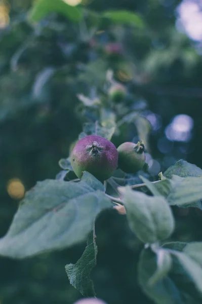 Elma bahçesindeki ağaç dalında olgun kırmızı elma
