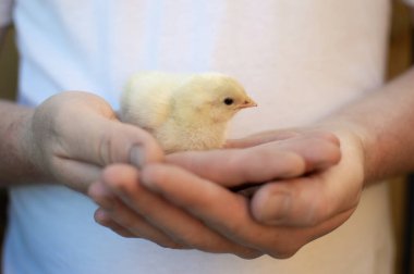 Genç bir adam elinde küçük sarı bir tavuk tutuyor. Eller çerçevede..