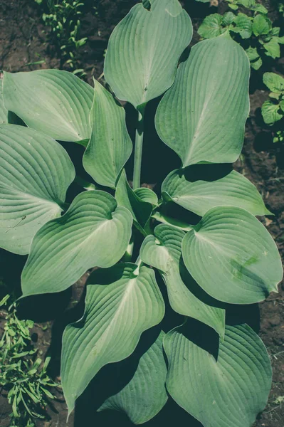 Bahçede uzun ömürlü bir süs bitkisi yetişiyor. Hosta bugün bahçe düzenlemelerinde aktif olarak kullanılıyor..