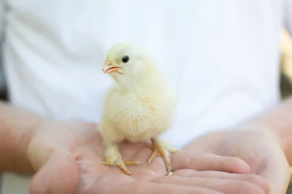 Genç bir adam elinde küçük sarı bir tavuk tutuyor. Eller çerçevede..