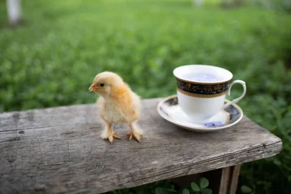 Komik bir tavuk, bir fincan ve sokağın ortasında ahşap bir bankta çay tabağı. Taze mavi çiçekler bir kapta yüzer. Yeşil çimenler. Sıcak bir kahvaltı konsepti. Mesaj için yer var. Mutlu Paskalyalar!