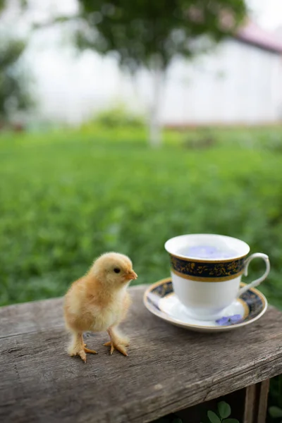 Komik bir tavuk, bir fincan ve sokağın ortasında ahşap bir bankta çay tabağı. Taze mavi çiçekler bir kapta yüzer. Yeşil çimenler. Sıcak bir kahvaltı konsepti. Mesaj için yer var. Mutlu Paskalyalar!