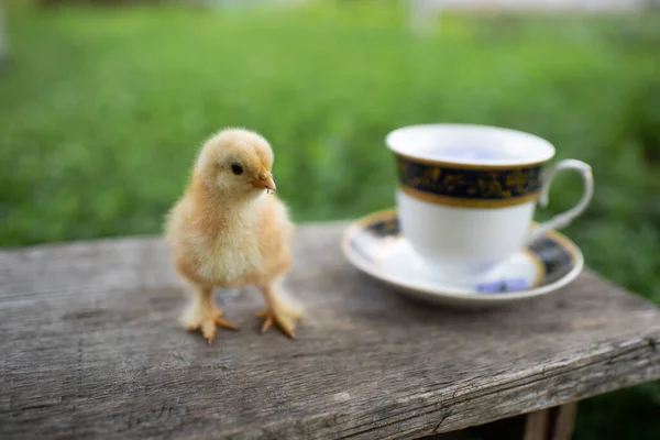 Küçük sarı bir tavuk, bir fincan ve bir fincan tabağı caddedeki ahşap bankta. Taze mavi çiçekler bir kapta yüzer. Yeşil çimenler. Sıcak bir kahvaltı konsepti. Mesaj için yer var. Mutlu Paskalyalar!