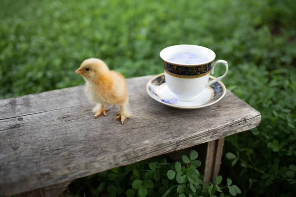 Küçük sarı bir tavuk, bir fincan ve bir fincan tabağı caddedeki ahşap bankta. Taze mavi çiçekler bir kapta yüzer. Yeşil çimenler. Sıcak bir kahvaltı konsepti. Mesaj için yer var. Mutlu Paskalyalar!
