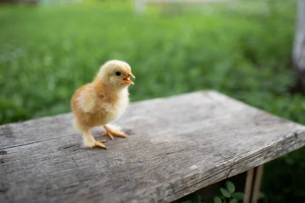 Small yellow chicken on a wooden bench. A wooden bench stands on a green lawn. Space for text.