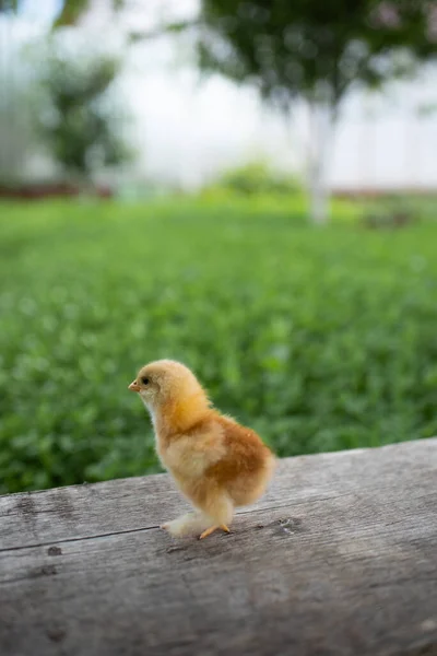 Small yellow chicken on a wooden bench. A wooden bench stands on a green lawn. Space for text.