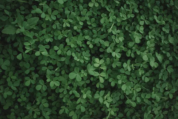 Taze yeşil çimen, yeşil çimen dokusu ya da arka plan. Doğal yeşil çimen arka planı. Taze çimen üst görünümü.