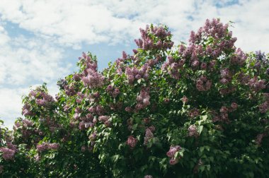Mayıs ayında leylak bush