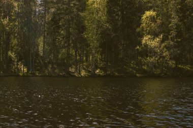 Ormandaki karanlık göl