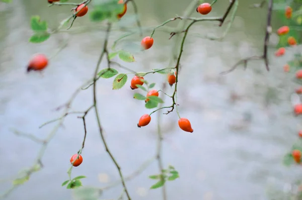 Autumn Vibes Berry Lake — Stock Photo, Image