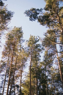 Arka planda mavi gökyüzü olan ağaçlar