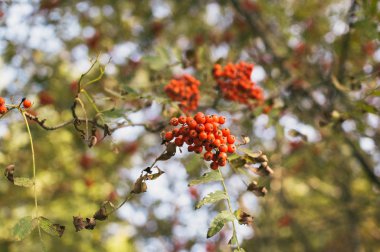 Ağaçtaki orman meyveleri, güneşli arka plan.