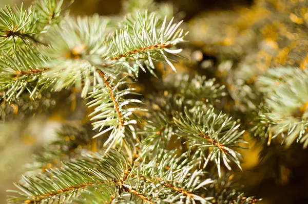 Fir Tree Herfstkleuren Park Sint Petersburg — Stockfoto