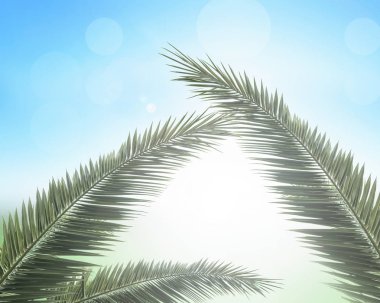 Palm Pazar kavramı: sınır palmiye yaprakları çayır günbatımı arka plan üzerinde