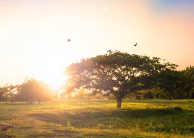 Doğa arka plan kavramı: çayır Sunset'teki yalnız ağacı.