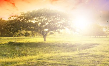 Doğa arka plan kavramı: çayır Sunset'teki yalnız ağacı.