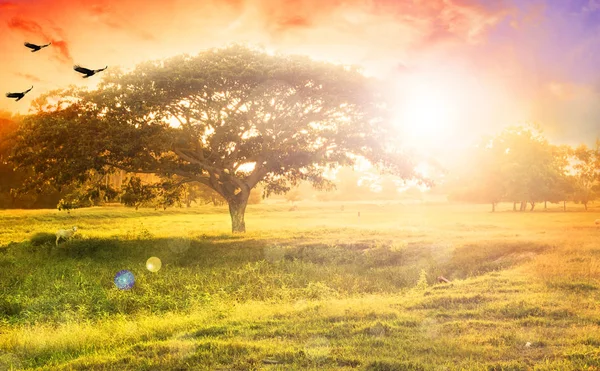 Concepto Fondo Naturaleza Alone Tree Meadow Sunset — Foto de Stock