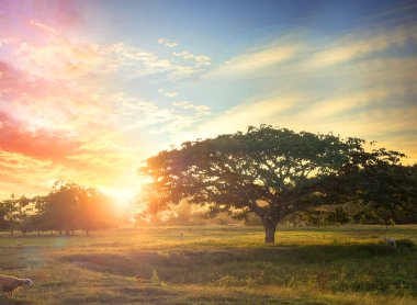 Doğa arka plan kavramı: çayır Sunset'teki yalnız ağacı.