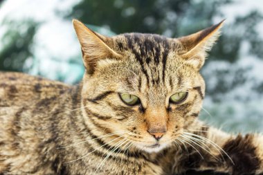 Hayvanlar kavramı için Bakımı: vahşi kedi