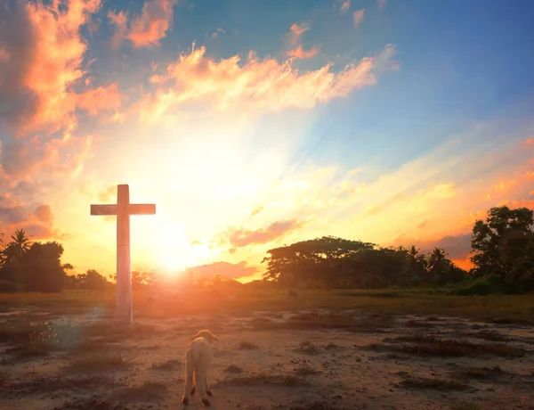 Resurrection of Jesus Christ concept: God Lamb in front of the cross of Jesus Christ on sunrise background