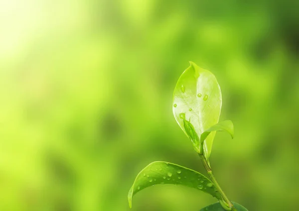 Země Den Koncept Přírodní Zelené Rostliny Krajina Použití Jako Pozadí — Stock fotografie