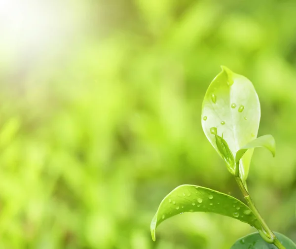 Earth Day Concept Natural Green Plants Landscape Using Background Wallpaper — Stock Photo, Image