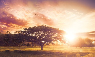 Doğa arka plan kavramı: çayır Sunset'teki yalnız ağacı.