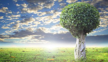 Dünya Çevre Günü kavramı: ağaç erken baharda bir alanda tek başına duran yeni yaprak büyüme ile