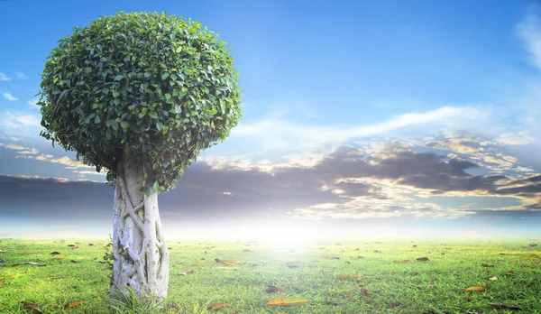 Dünya Çevre Günü kavramı: ağaç erken baharda bir alanda tek başına duran yeni yaprak büyüme ile