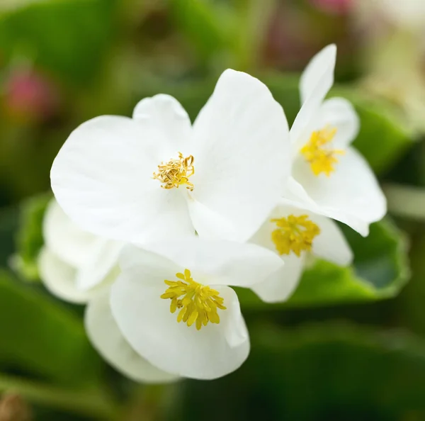 Flores Begônia Branca Semperflorens Close Combinação Branca Amarela Fundo Verde — Fotografia de Stock