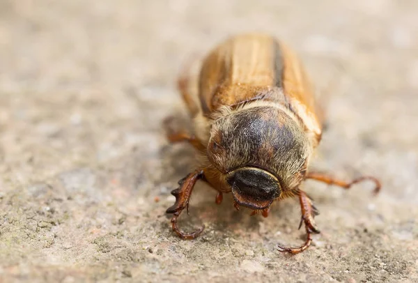 Der Große Käfer Krabbelt Auf Dem Boden Makrobild Fühler Unterkiefer — Stockfoto