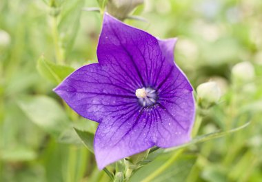 Yaz bahçesinde çiçek açması balon çiçek makro resmi. Arka planda daha fazla tomurcukları vardır. Çok farklı ve çekici çiçek.