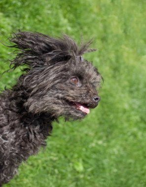 Rus Tsvetnaya Bolonka daha önce yeşil arka plan ayakta tarihinde yan görünüm.