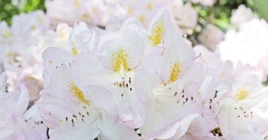 Beyaz açelya bahçede çiçeklenme yakın çekim aldı. RomatiC.