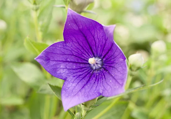 Yaz bahçesinde çiçek açması balon çiçek makro resmi. Arka planda daha fazla tomurcukları vardır. Çok farklı ve çekici çiçek.
