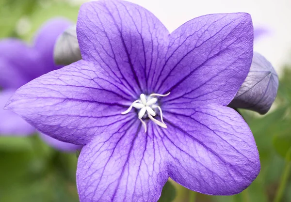 Balloon Flower Bloom Close Very Well Visible Stamens Pistil — Stock Photo, Image