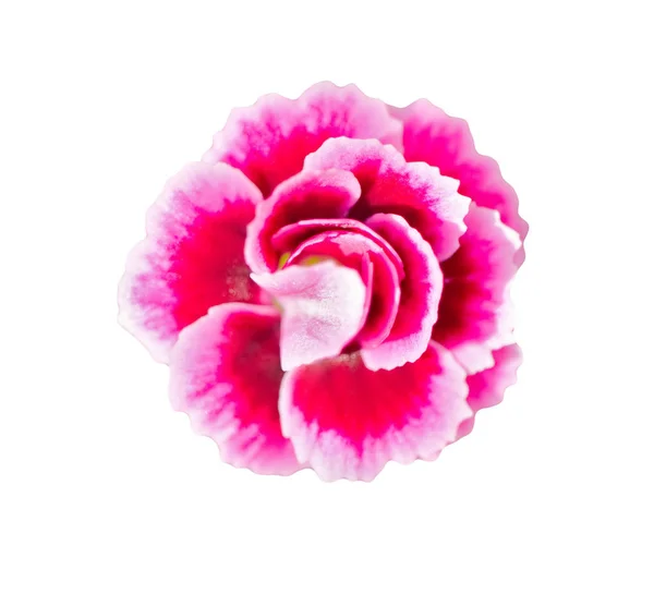 Pequena Flor Rosa Isolada Fundo Branco — Fotografia de Stock