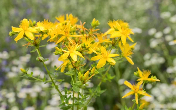 St. John\'s wort is blooming in the meadow in summer. It is herb that is used for treatment of depresssions.