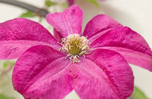 Purple Clematis Blossoming Garden Summer Close Picture — Stock Photo, Image