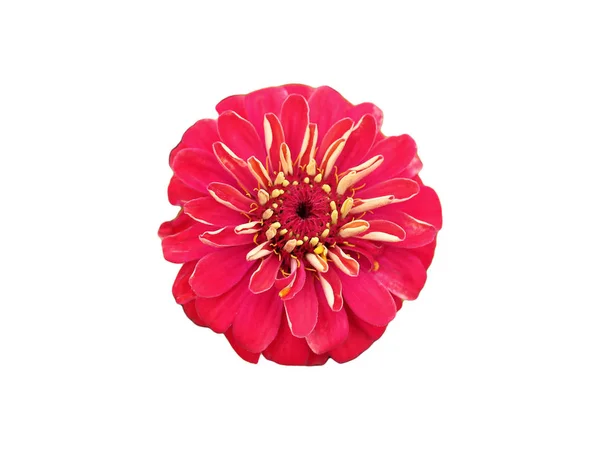 Zinnia Rosa Close Isolado Fundo Branco — Fotografia de Stock