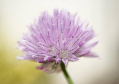  Çiçek açması frenk soğanı fotoğrafı yakın çekim 